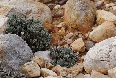 Antimima piscodora, photographed by Karen Eichholz