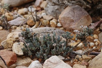 Antimima piscodora, photographed by Karen Eichholz
