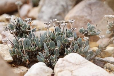 Antimima piscodora, photographed by Karen Eichholz