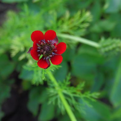 Adonis annua, photographed by Harald Schnöde (Schnde)