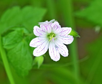 Geranium versicolor, photographed by Kostas Zontanos