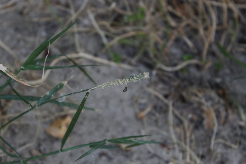 Sporobolus alopecuroides, photographed by Dmitriy Bochkov