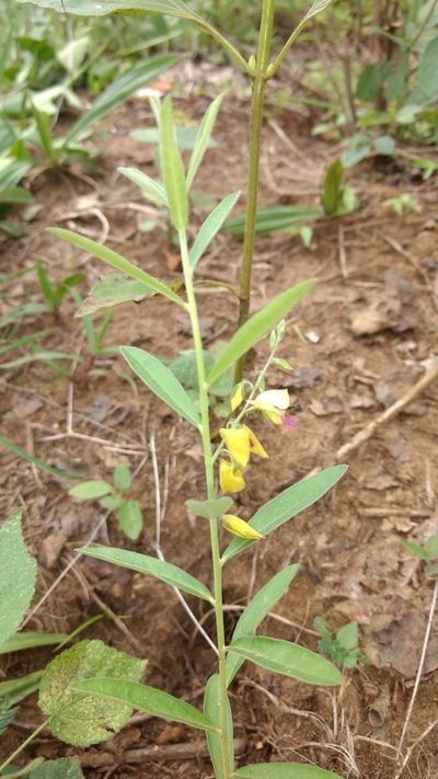 Polygala javana, photographed by Siddarth Machado