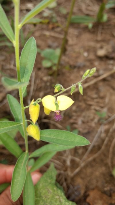 Polygala javana, photographed by Siddarth Machado