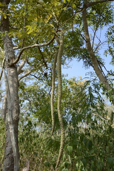 Radermachera xylocarpa, photographed by Siddarth Machado