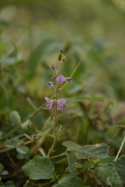 Uraria rufescens, photographed by Siddarth Machado