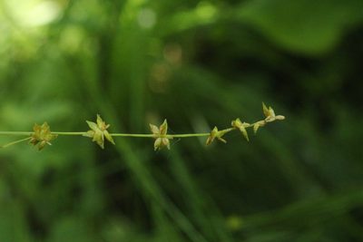 Carex radiata, photographed by Quinten Wiegersma
