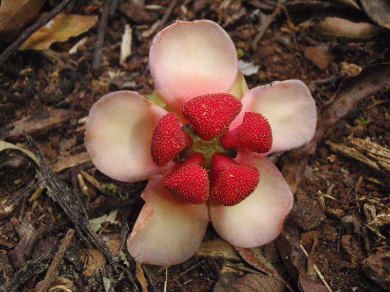 Allanblackia stuhlmannii, photographed by Carrie Seltzer