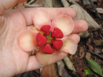 Allanblackia stuhlmannii, photographed by Carrie Seltzer