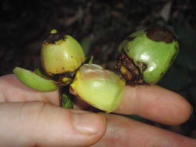 Allanblackia stuhlmannii, photographed by Carrie Seltzer