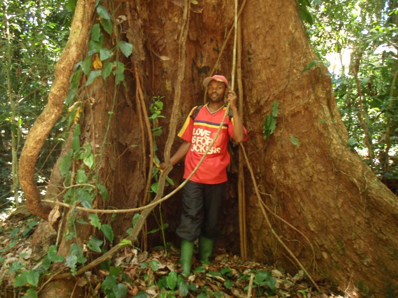 Kuloa usambarensis, photographed by Carrie Seltzer