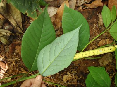 Kuloa usambarensis, photographed by Carrie Seltzer