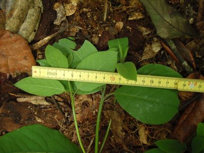 Kuloa usambarensis, photographed by Carrie Seltzer