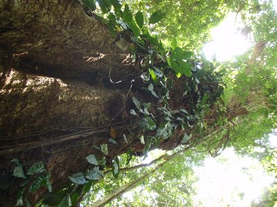 Kuloa usambarensis, photographed by Carrie Seltzer