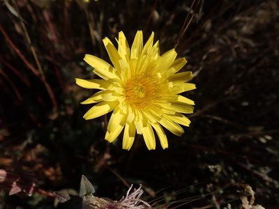 Agoseris heterophylla, photographed by joergmlpts