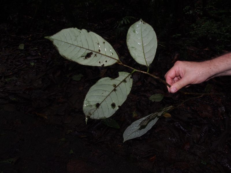 Otoba novogranatensis, photographed by Lena Struwe