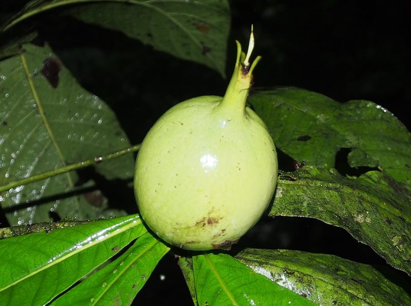 Randia genipoides, photographed by Lena Struwe