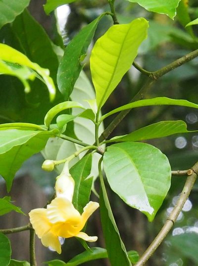 Tabernaemontana robinsonii, photographed by Lena Struwe