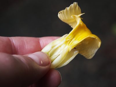 Tabernaemontana robinsonii, photographed by Lena Struwe