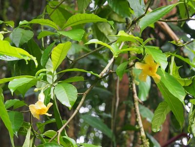 Tabernaemontana robinsonii, photographed by Lena Struwe