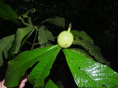 Randia genipoides, photographed by Lena Struwe