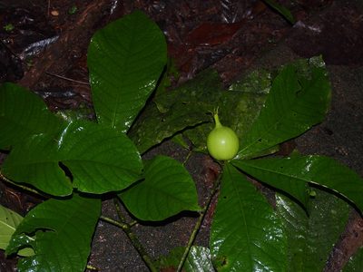 Randia genipoides, photographed by Lena Struwe