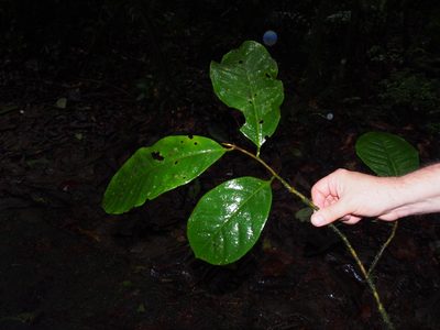 Otoba novogranatensis, photographed by Lena Struwe