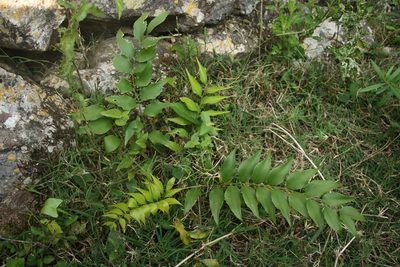 Zamia fischeri, photographed by Juan Cruzado Cortés
