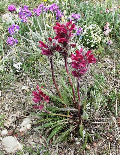 Pedicularis cystopteridifolia, photographed by John Brew