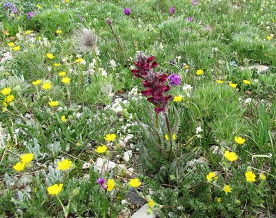 Pedicularis cystopteridifolia, photographed by John Brew