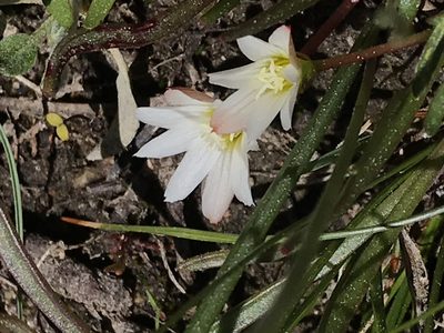 Lewisia nevadensis, photographed by rappman