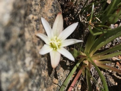 Lewisia nevadensis, photographed by rappman