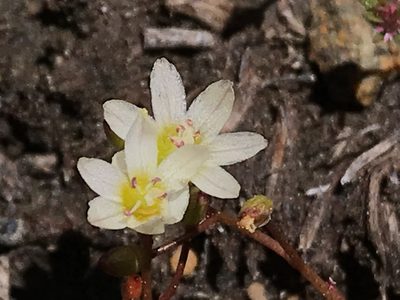 Erocallis triphylla, photographed by rappman