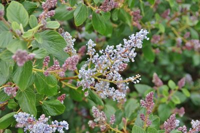 Ceanothus arboreus, photographed by Thibaud Aronson
