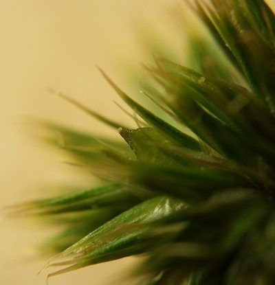 Juncus brachycarpus, photographed by Zihao Wang