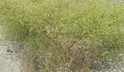 Chorizanthe brevicornu, photographed by Tom and T Herman