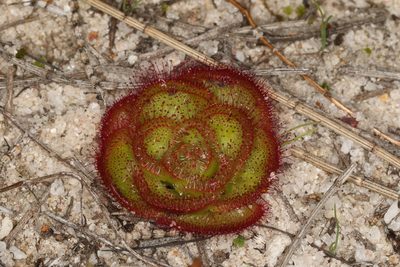 Drosera zonaria, photographed by Donald Hobern
