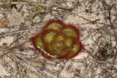 Drosera zonaria, photographed by Donald Hobern