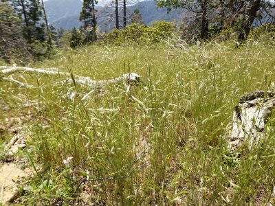 Festuca microstachys, photographed by Andy Kleinhesselink