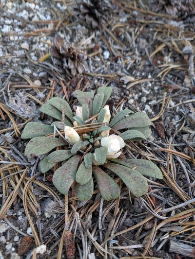 Lewisia kelloggii, photographed by Andy Kleinhesselink