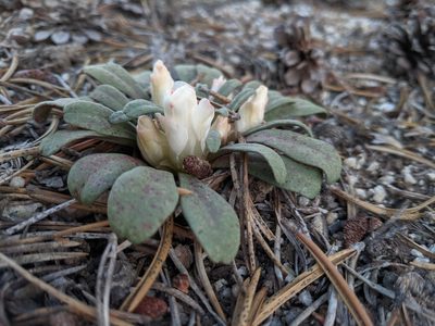 Lewisia kelloggii, photographed by Andy Kleinhesselink