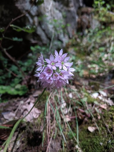 Allium membranaceum, photographed by Andy Kleinhesselink