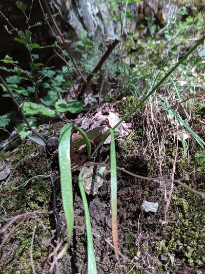 Allium membranaceum, photographed by Andy Kleinhesselink