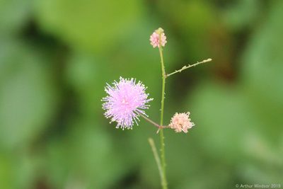 Mimosa floridana, photographed by Arthur Windsor