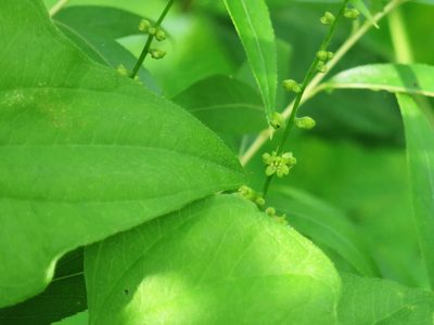 Dioscorea nipponica, photographed by Repina Tatyana