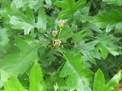 Crataegus pinnatifida, photographed by Repina Tatyana