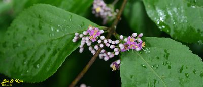 Callicarpa japonica, photographed by Kim, Hyun-tae