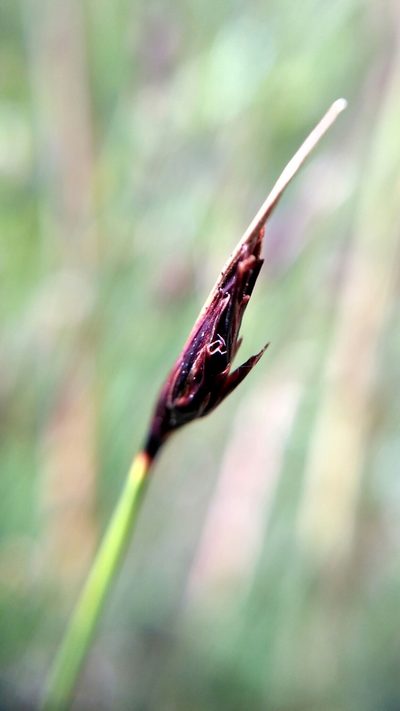 Schoenus ferrugineus, photographed by Sigitas Juzėnas