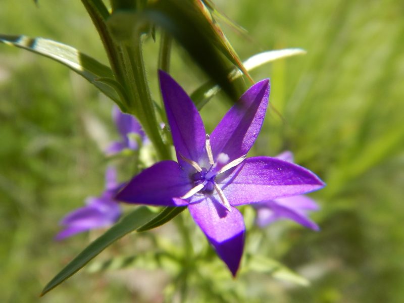 Triodanis leptocarpa, photographed by Brian Dickerson