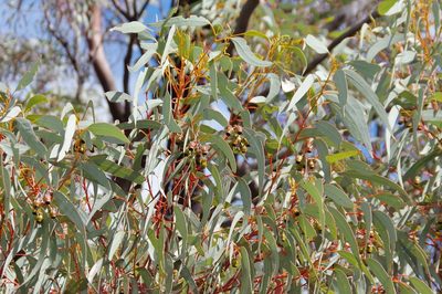 Eucalyptus torquata, photographed by Thibaud Aronson